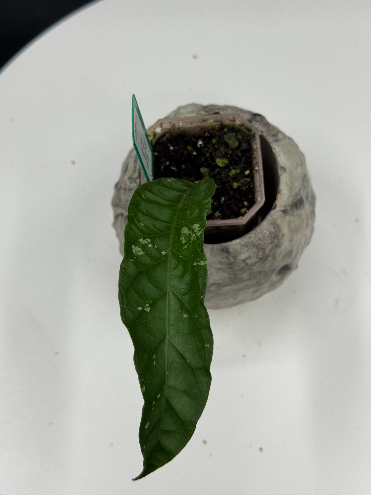 Hoya sp. Bur Skuelen “Angel Wings”