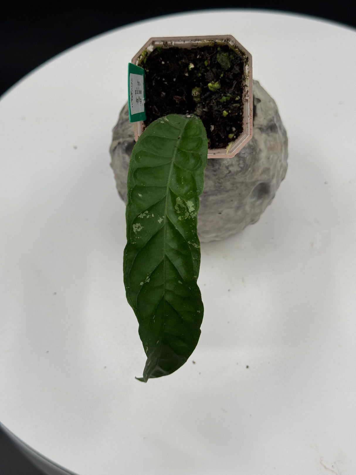 Hoya sp. Bur Skuelen “Angel Wings”