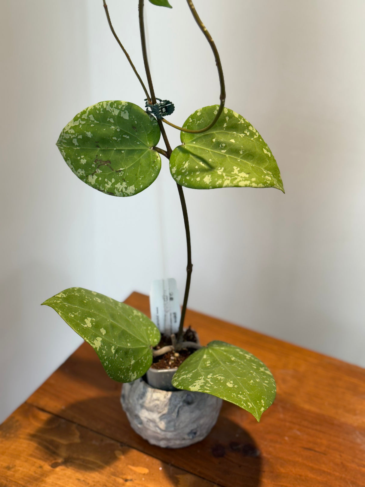 A-183 Hoya glabra (super splash)