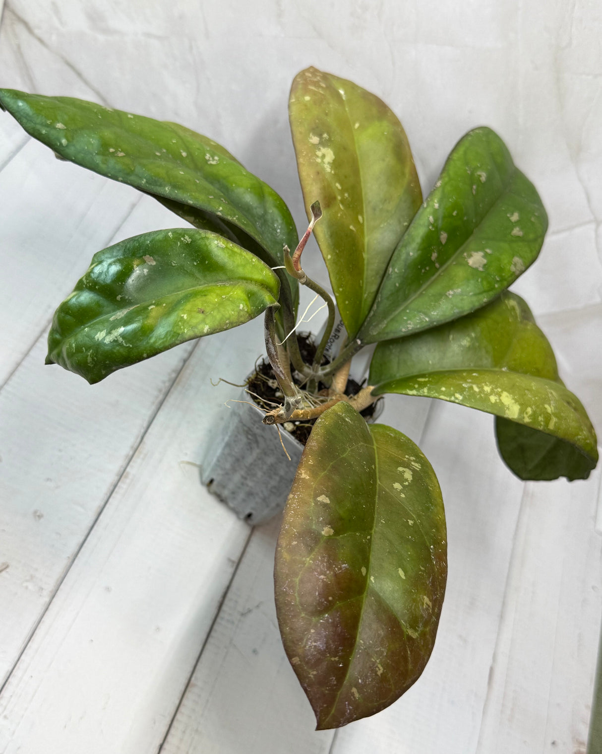 E-469 Leoensis