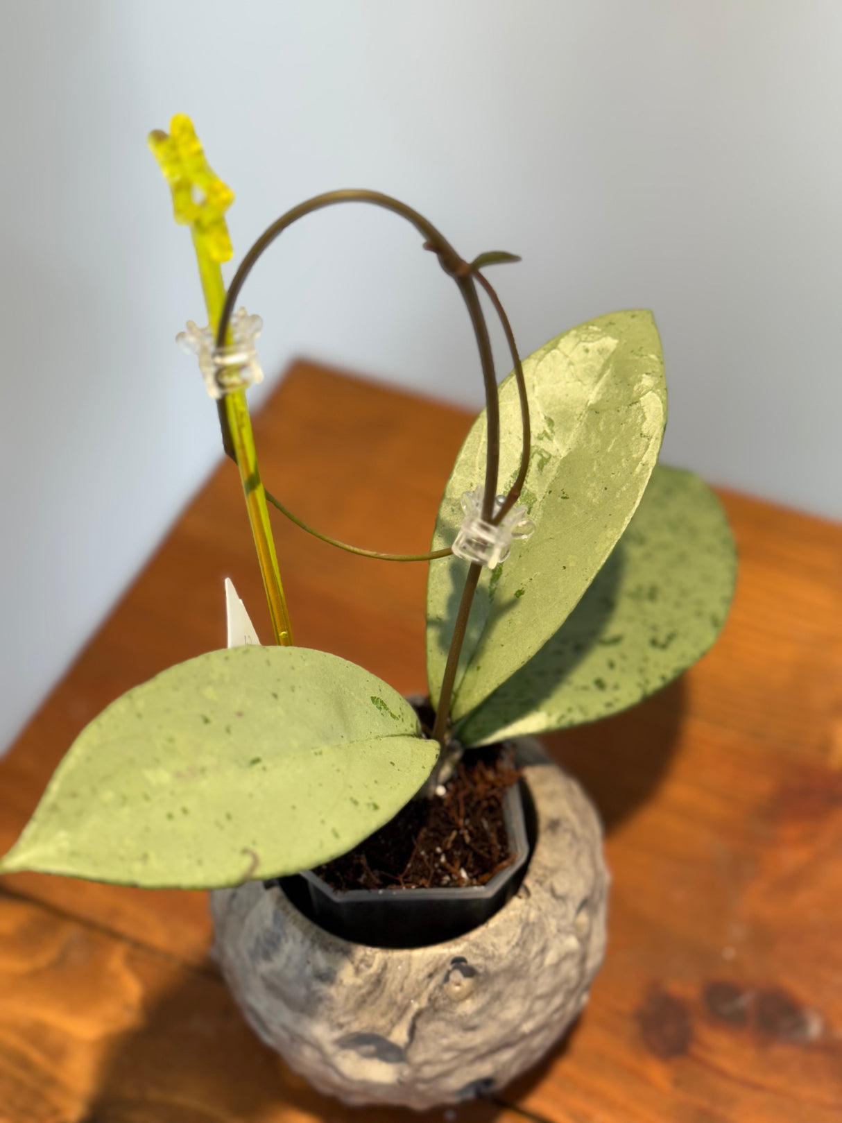 A-172 Hoya ‘Snowman’