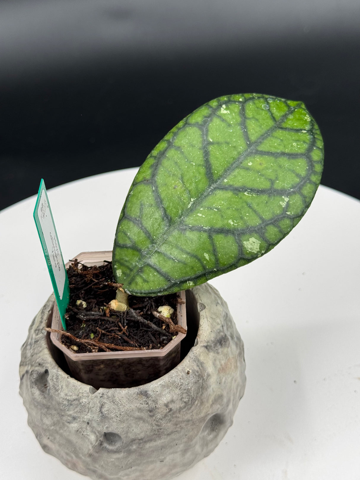 Hoya callitophylla Vena