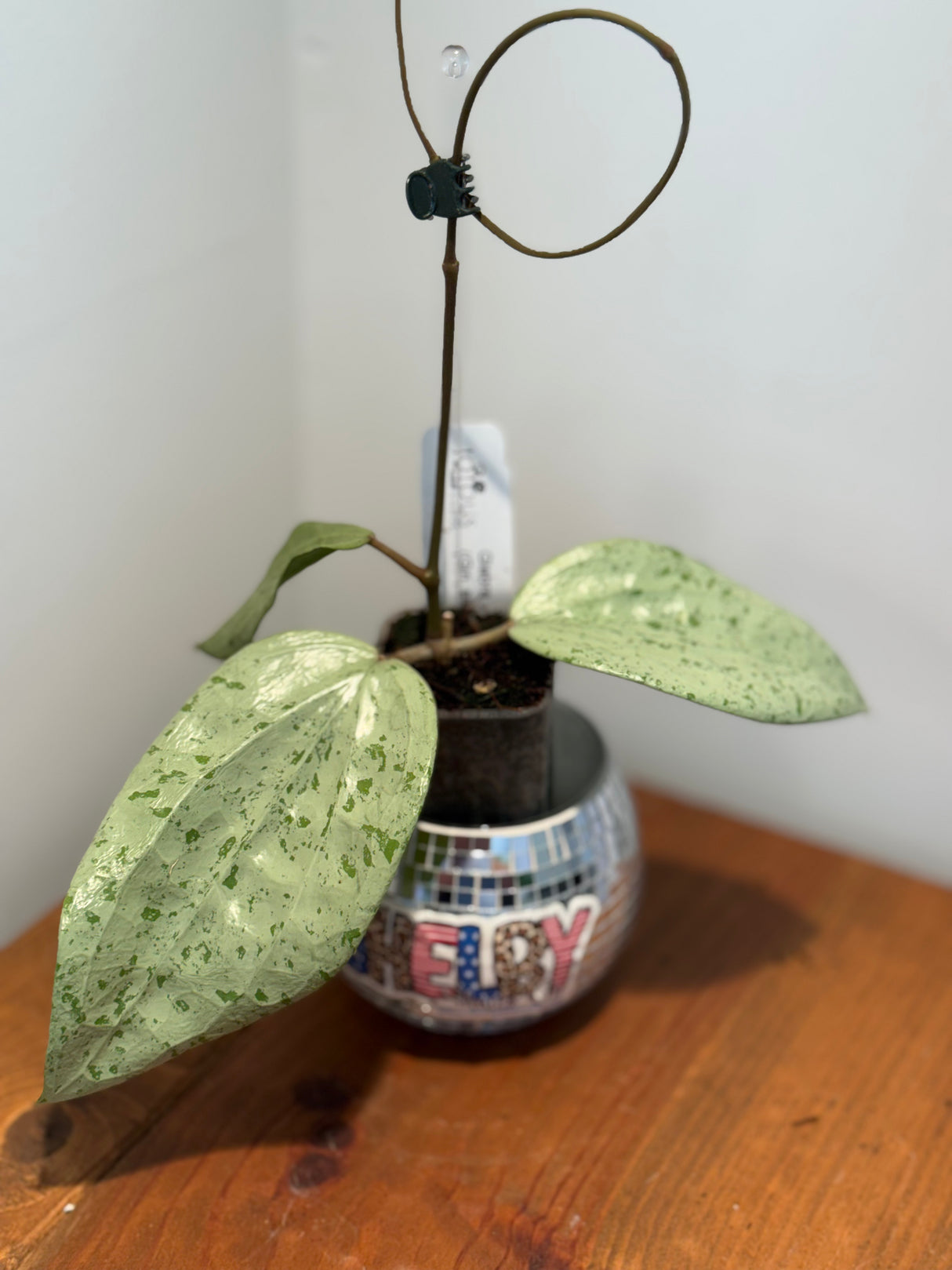 A-836 Glabra (Gin, silver)