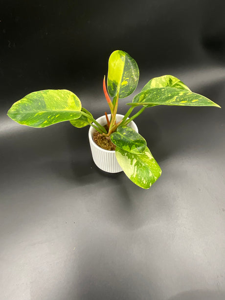 3” Philodendron - Green Congo Nuclear (GCN-2)