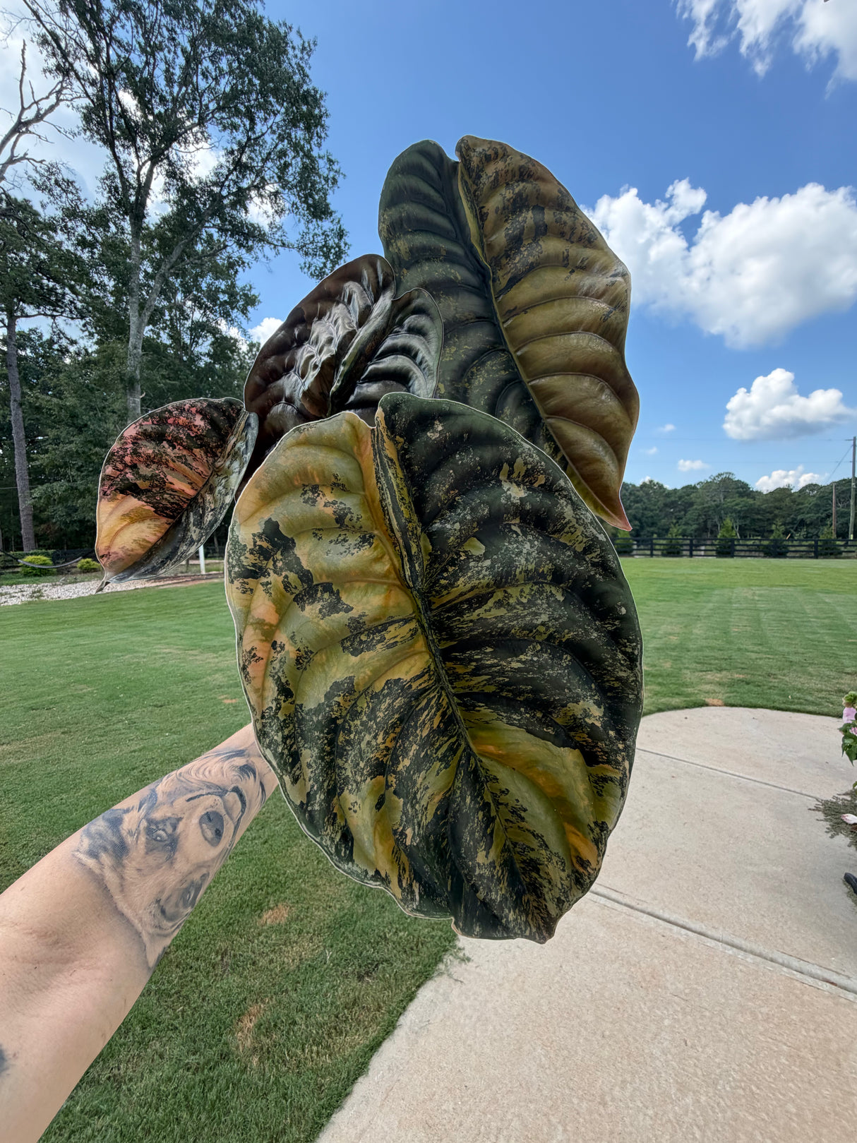 Alocasia Cuprea Latte Corm