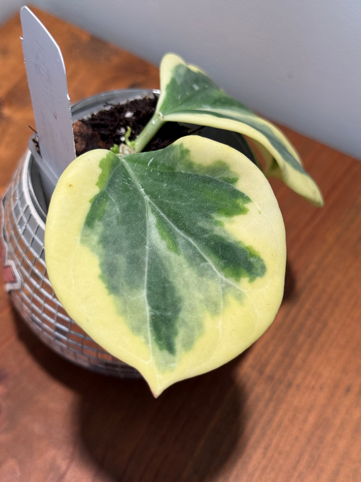 D-321 Subquintuplinervis (round leaf, outer var)