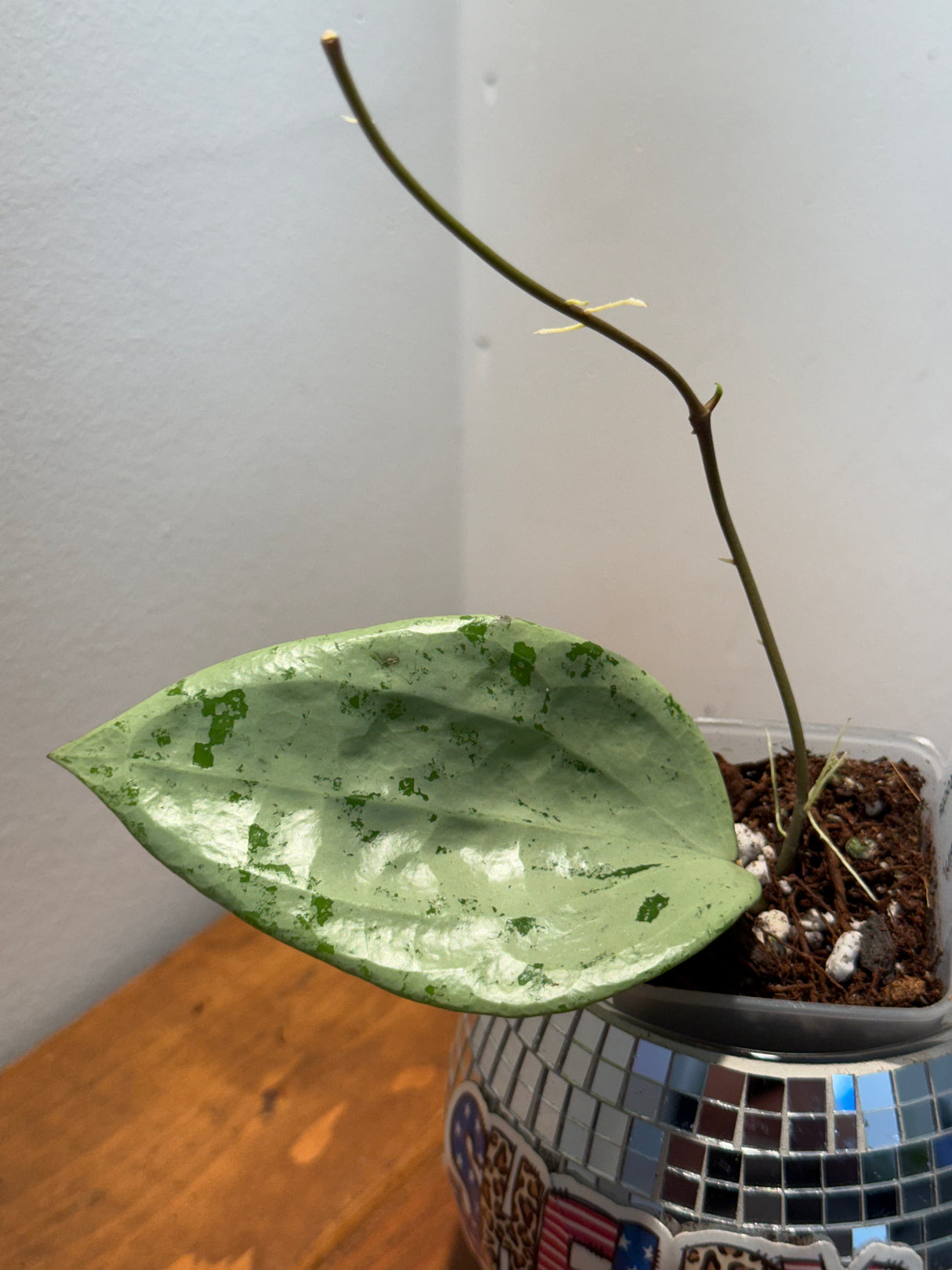 D-331 glabra ‘Gin (silver)