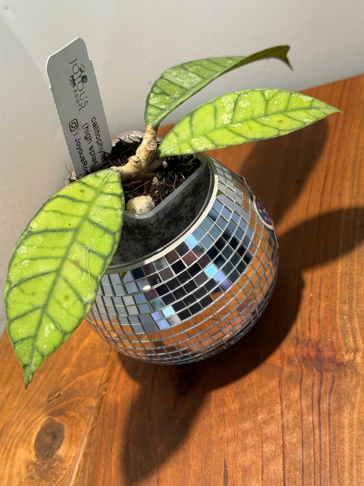D-328 Callistophylla (high splash)