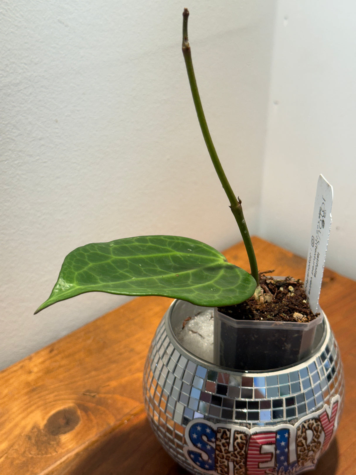 D-344 latifolia (textured veins UPT009)