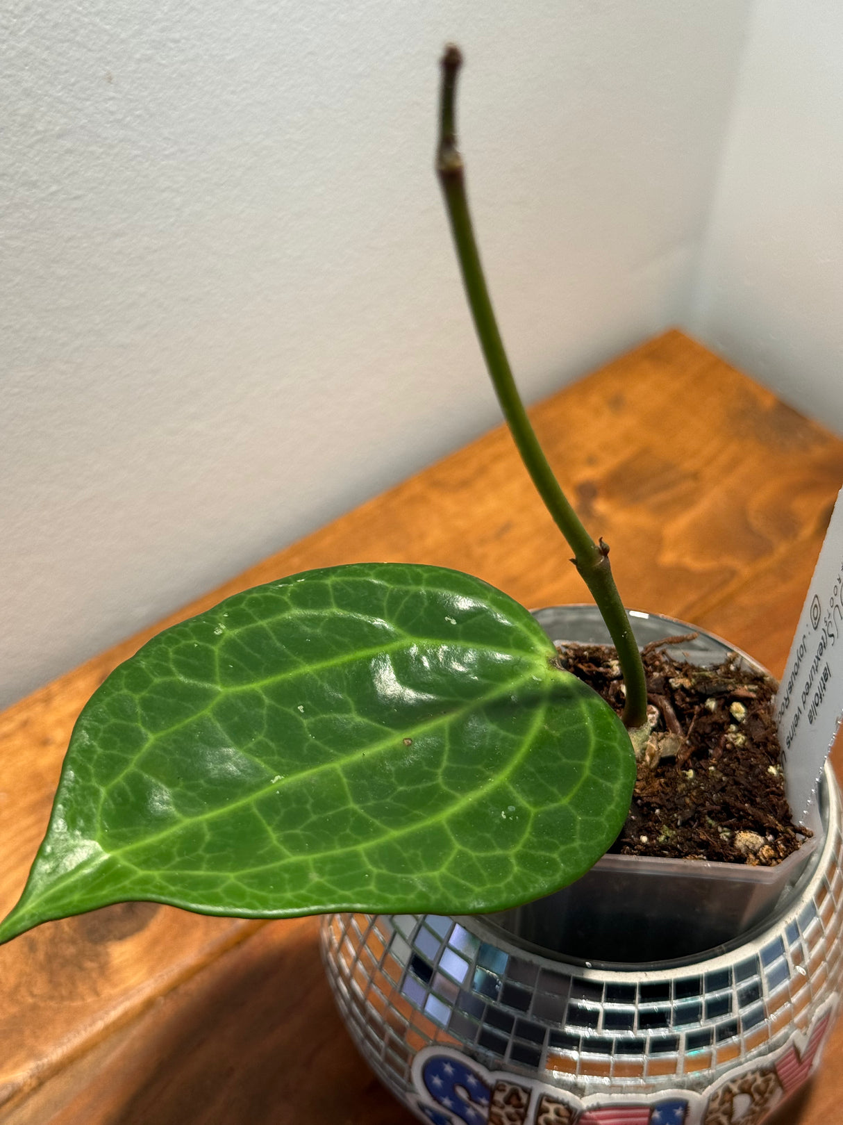 D-344 latifolia (textured veins UPT009)