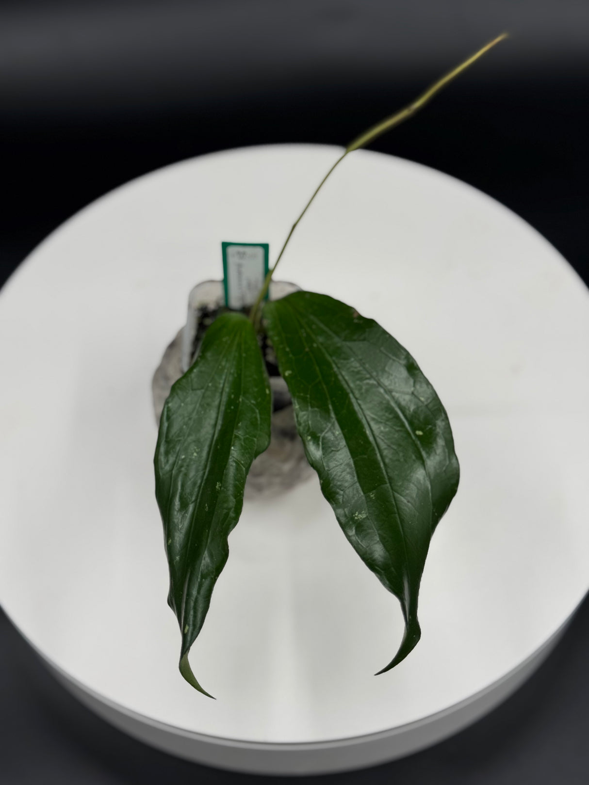 2 - Hoya LP007 (erythrina X UT267)