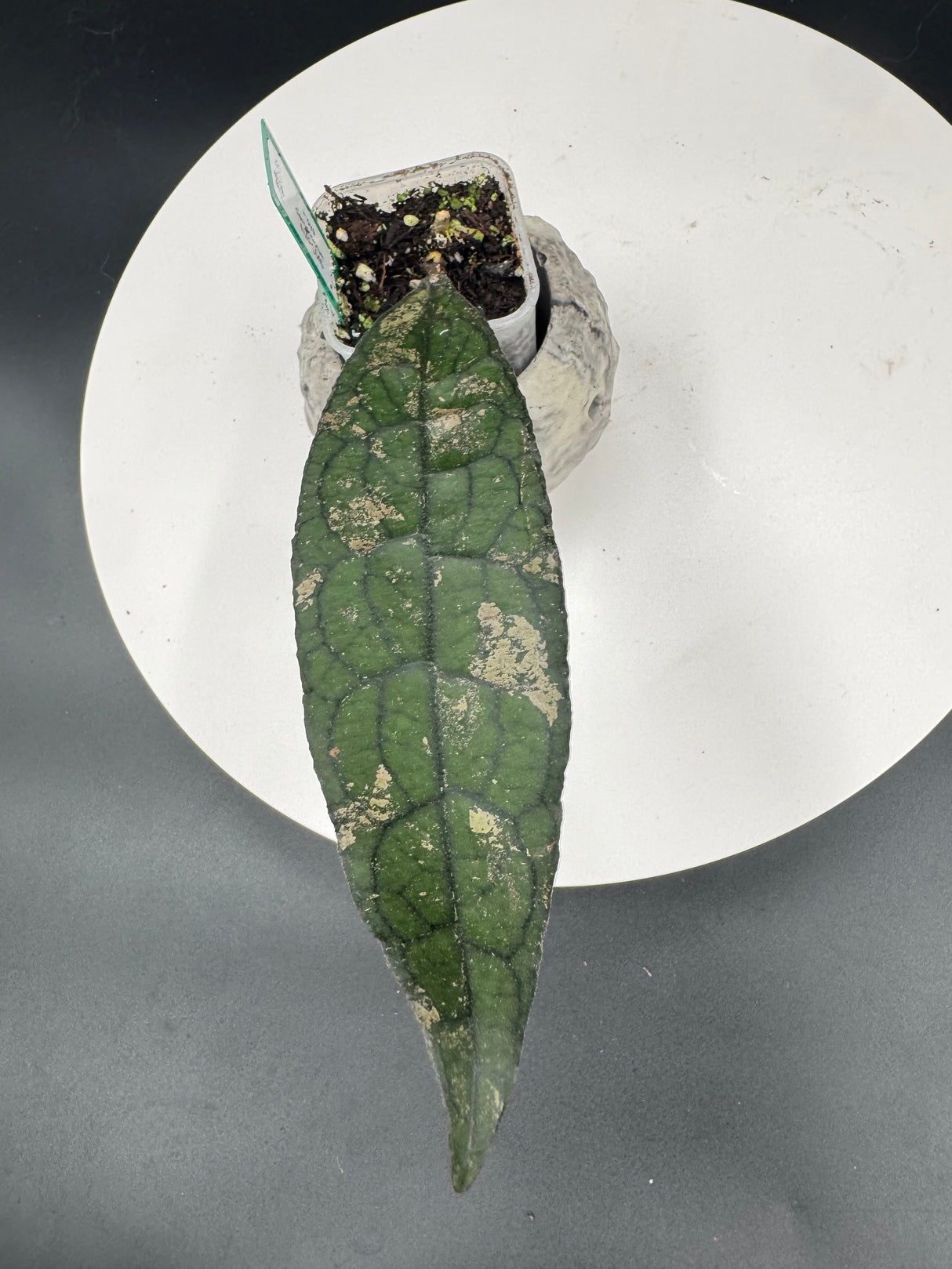 Hoya clemensiorum NAPC045