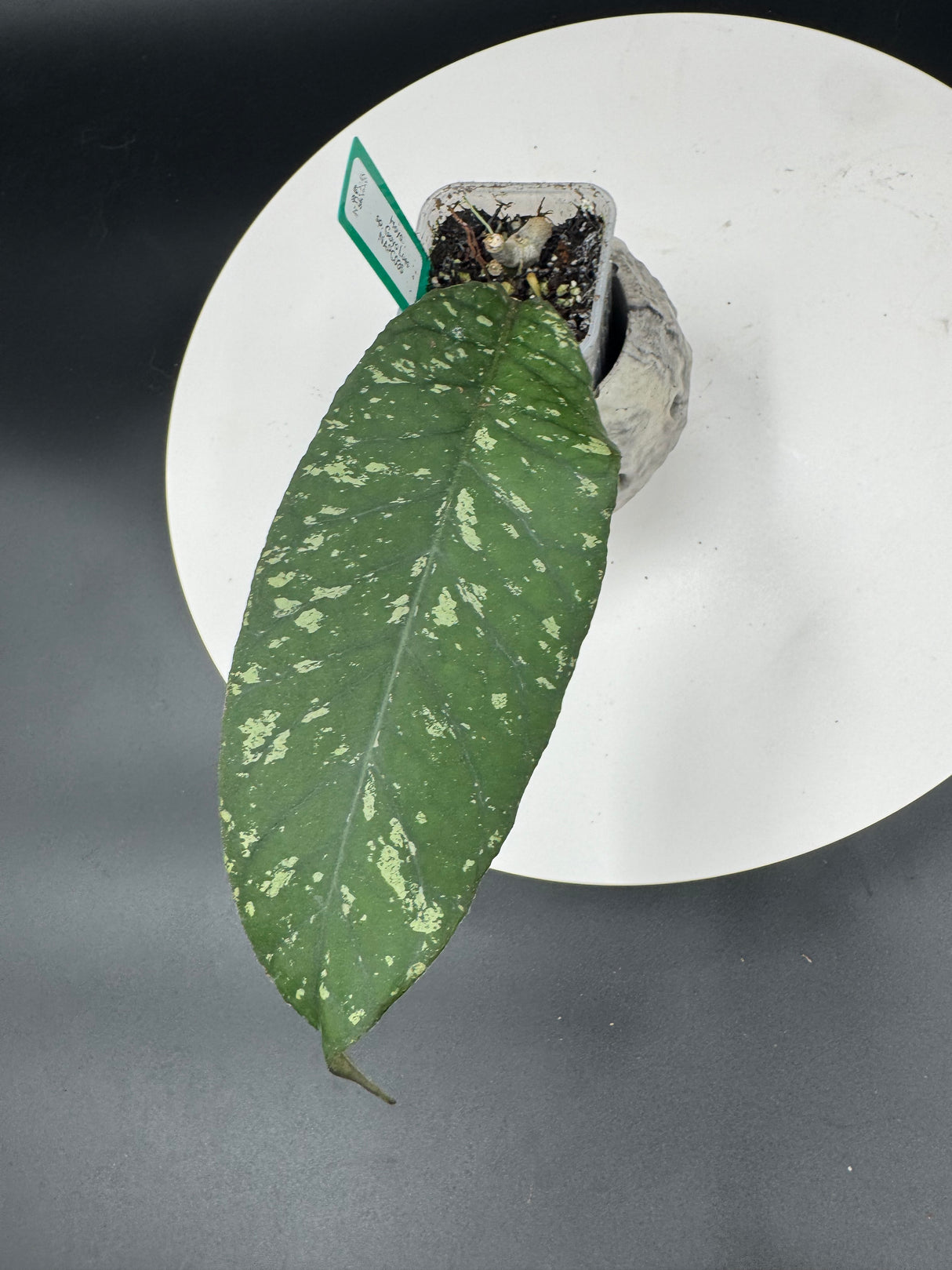 Hoya sp. Gayo Lues NAPC035