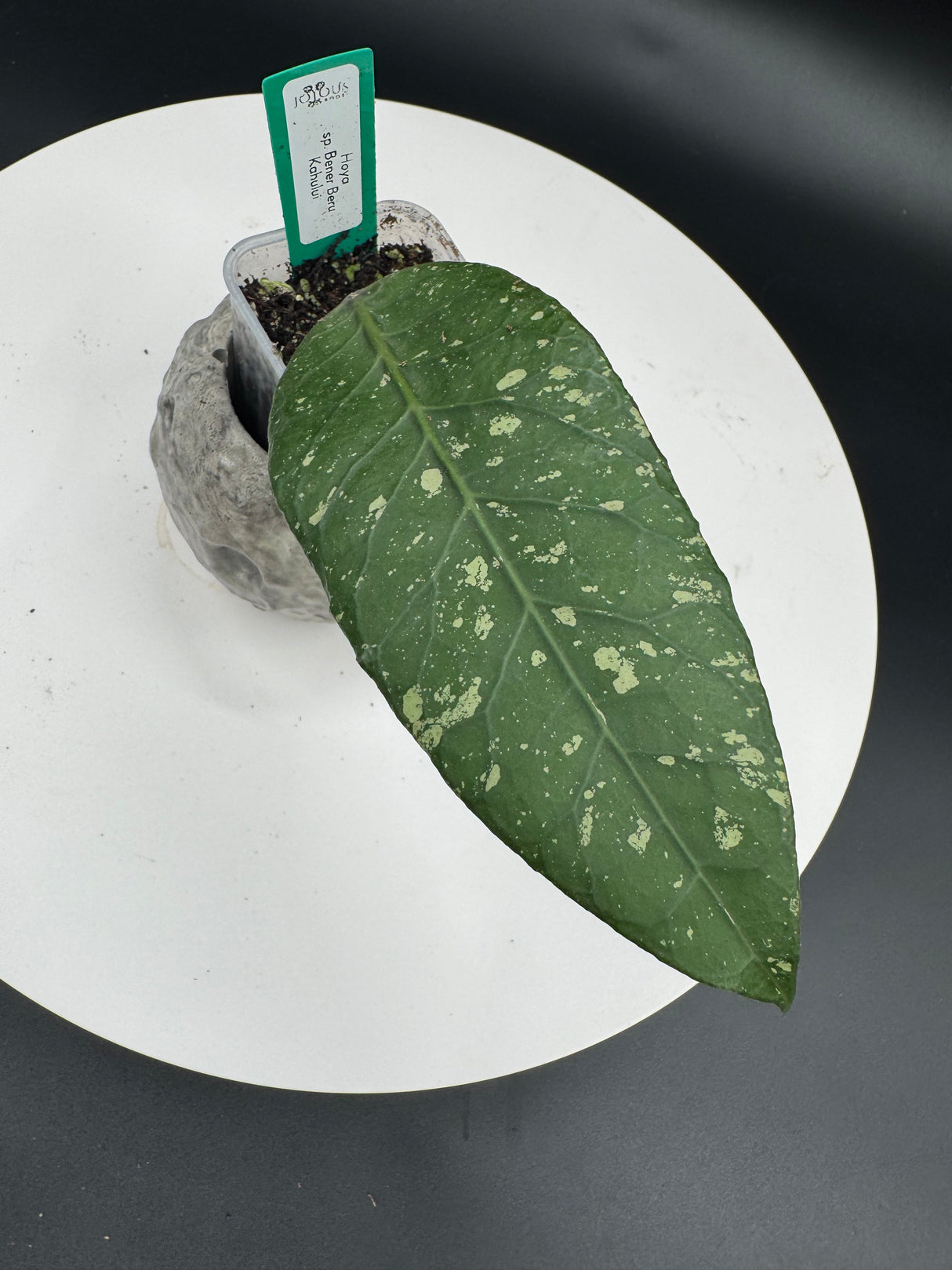 3 - Hoya sp. Bener Beru Kahului