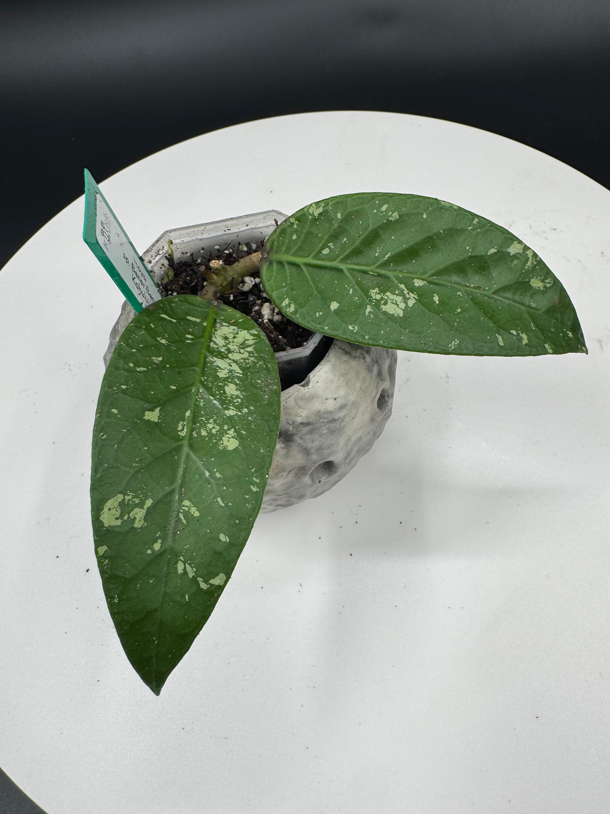 2 - Hoya sp. Bener Beru Kahului