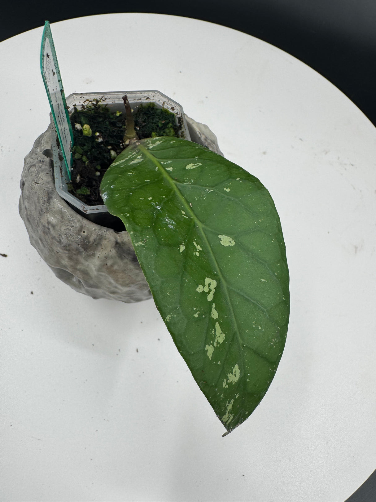 Hoya sp. Bener Beru Kahului