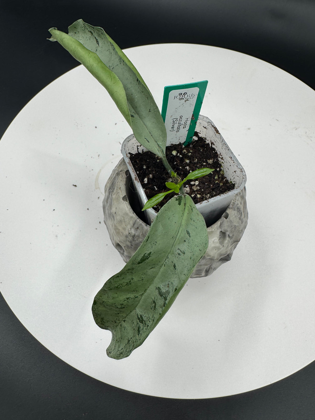 Hoya occultata (Silver)