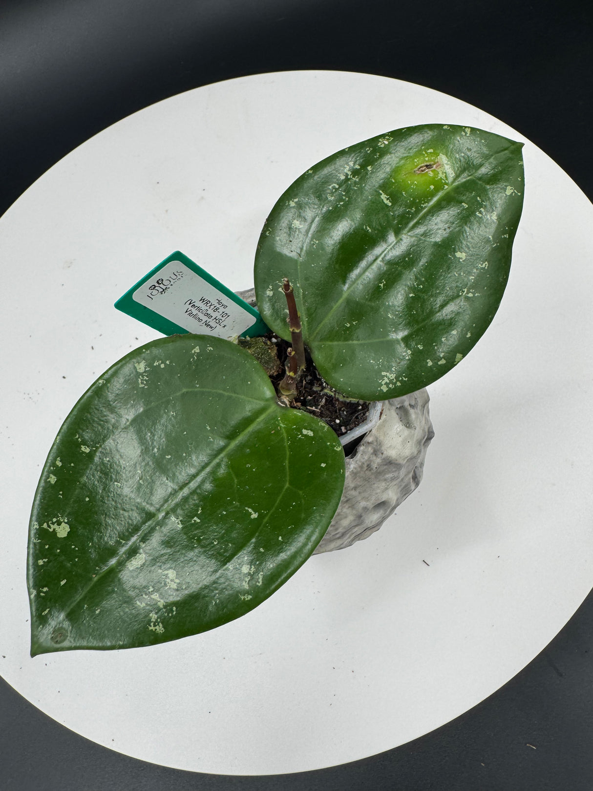 2 - Hoya WRX18-101 (verticillata HSL x vittellina new)