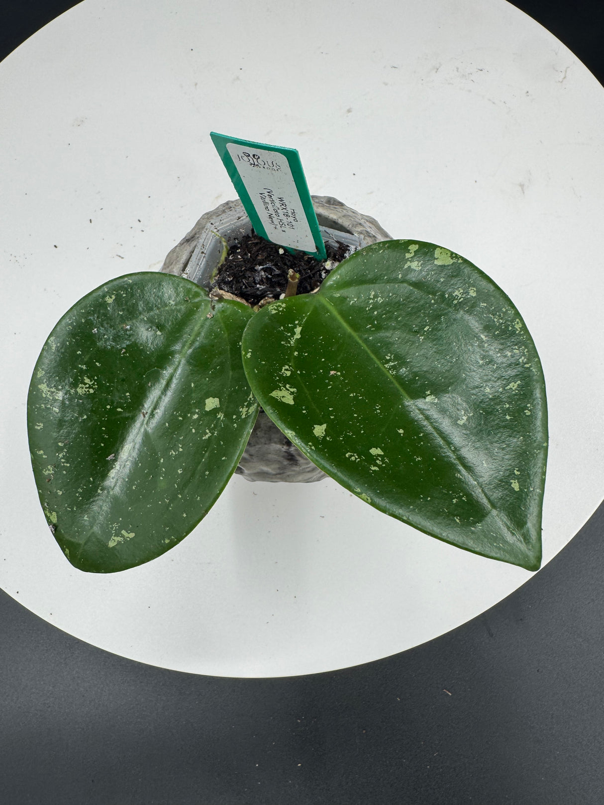 Hoya WRX18-101 (verticillata HSL x vittellina new)