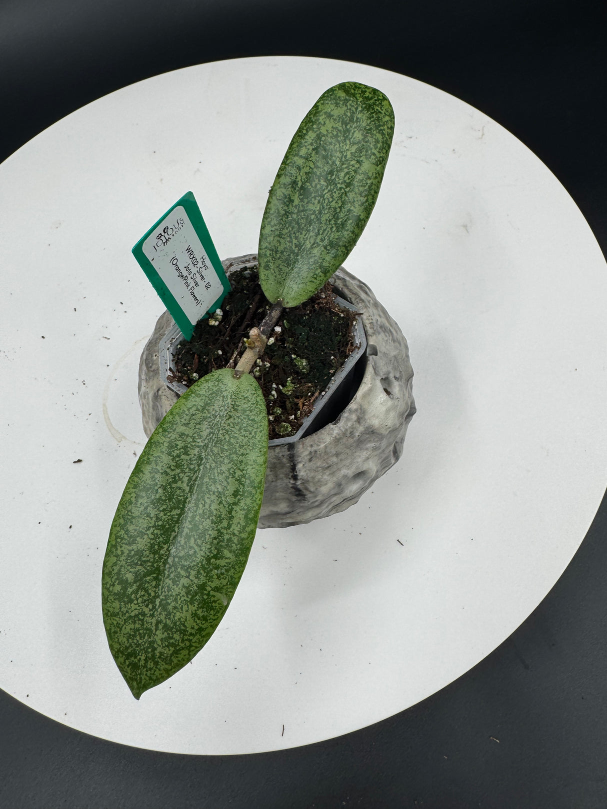 Hoya WRX02- Jitta Silver 02 (orange/pink flower)