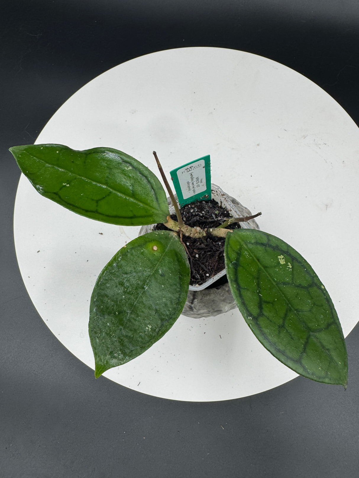 2- Hoya WRX70-101 (verticillata heart leaf splash x callistophylla)