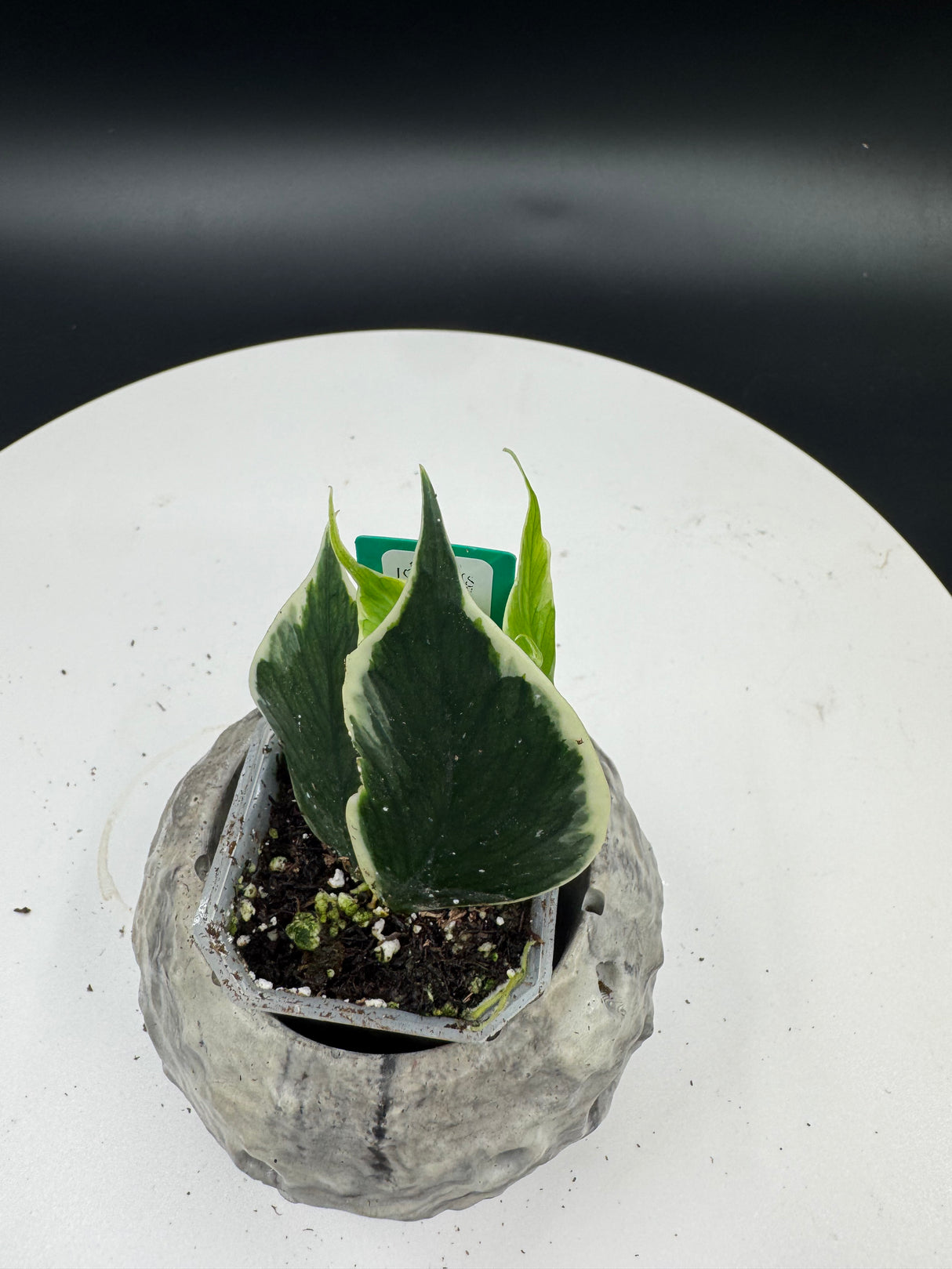 Hoya polyneura (Outer Variegated)