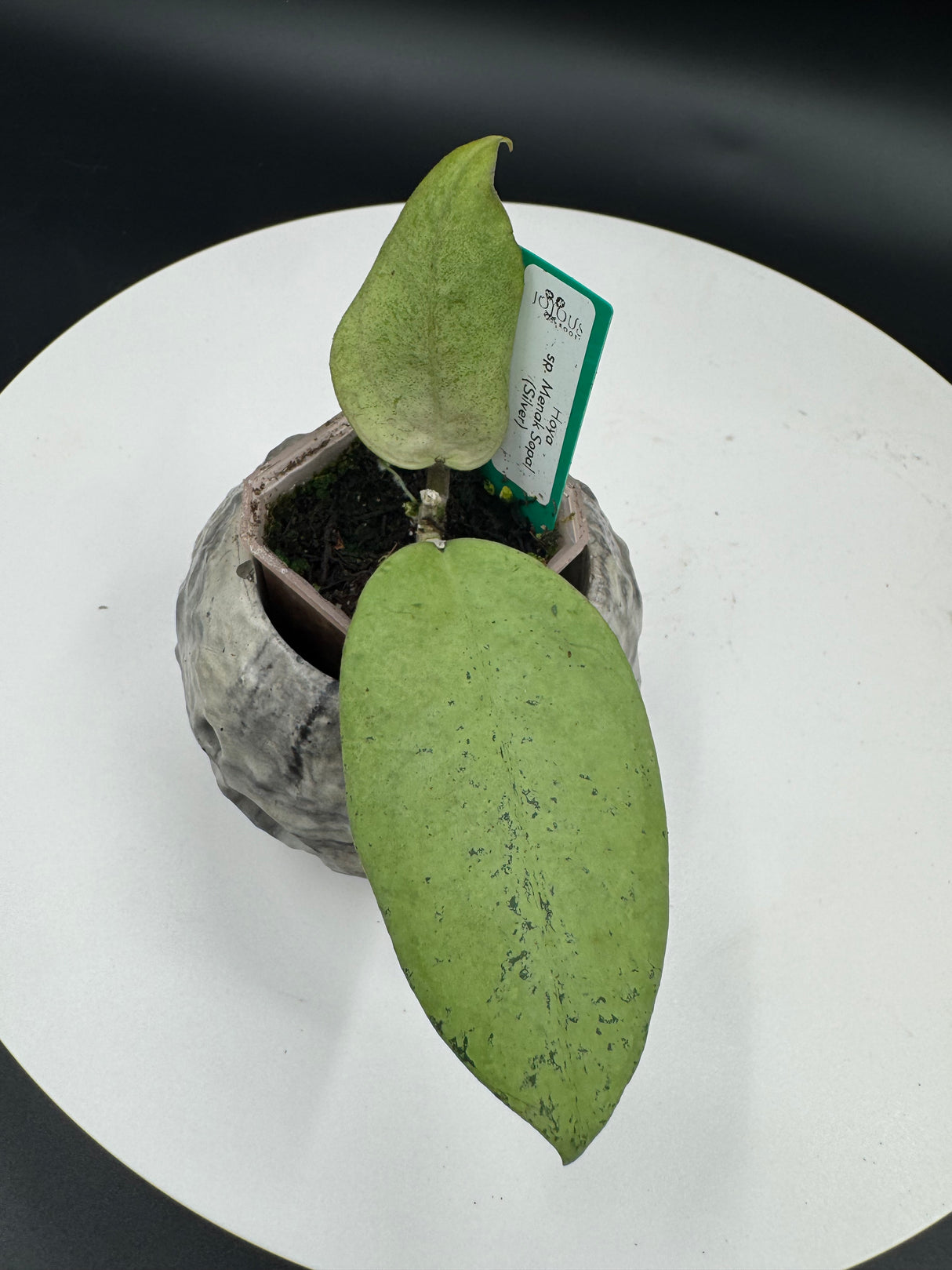 Hoya sp. Menak Sopal