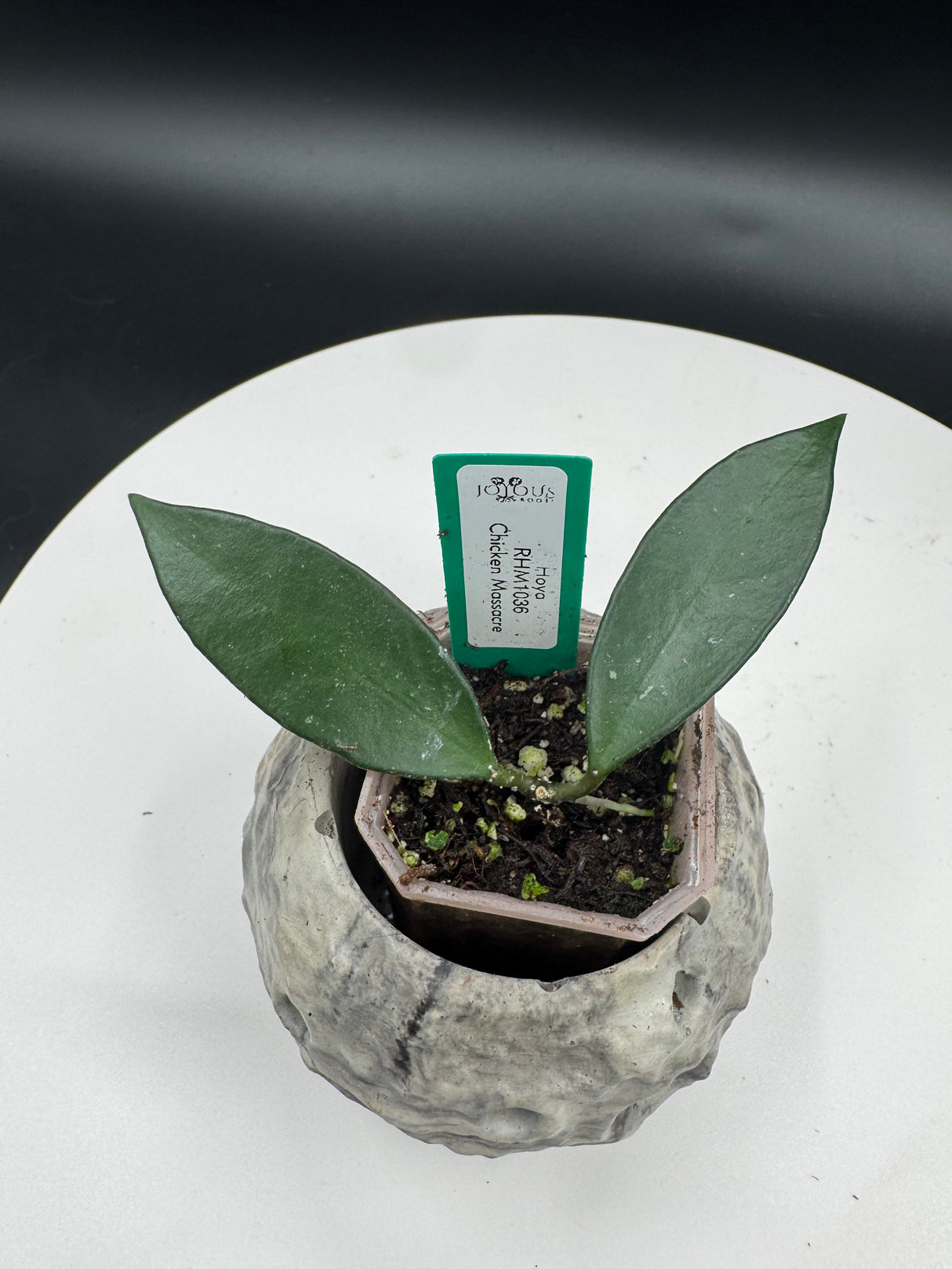 Hoya Chicken Massacre (RHM1036)