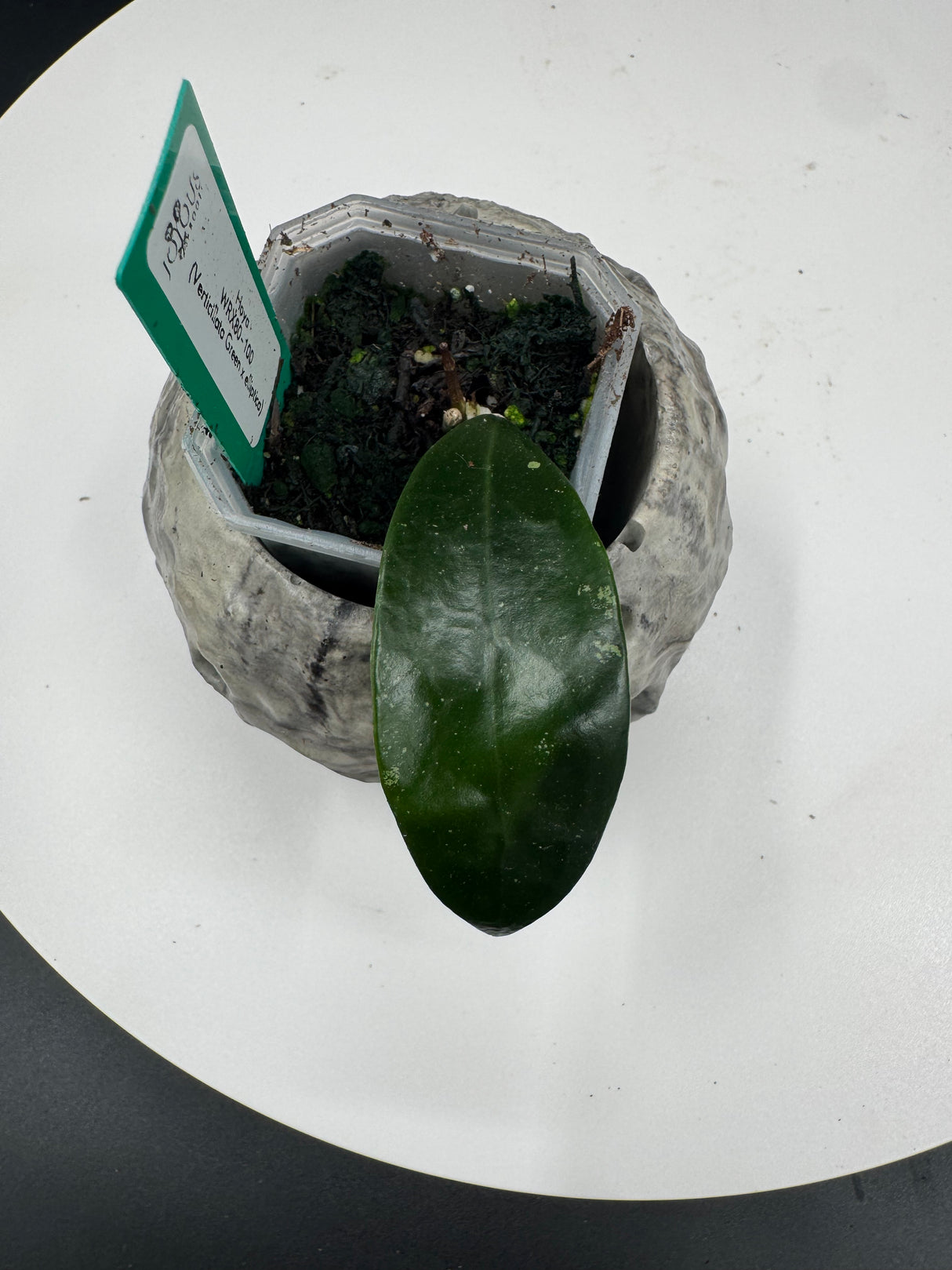 Hoya WRX80-100 (verticillata green x elliptica)