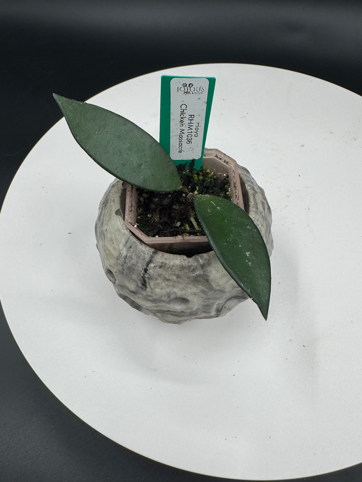 2 - Hoya Chicken Massacre (RHM1036)