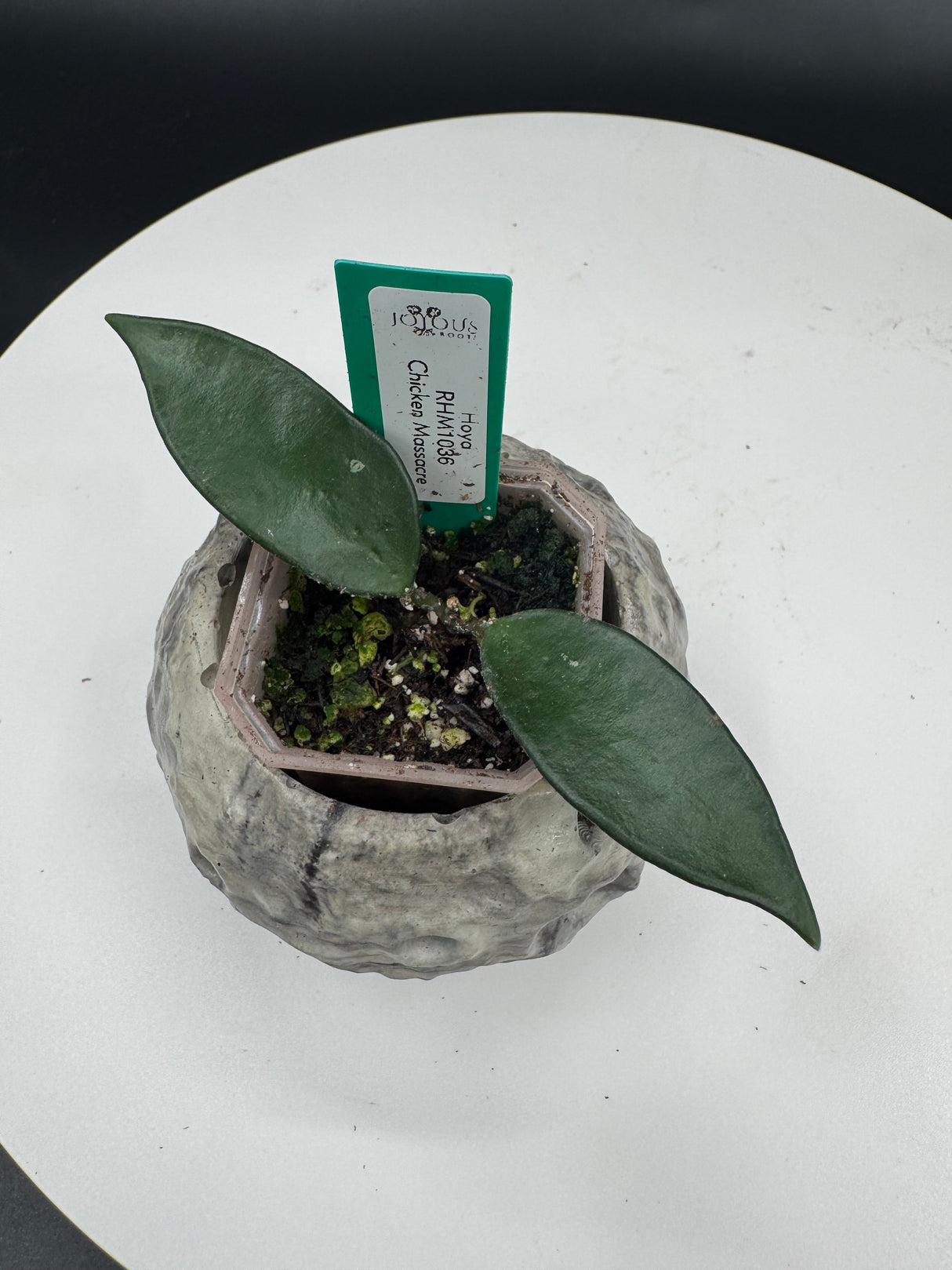 3 - Hoya Chicken Massacre (RHM1036)