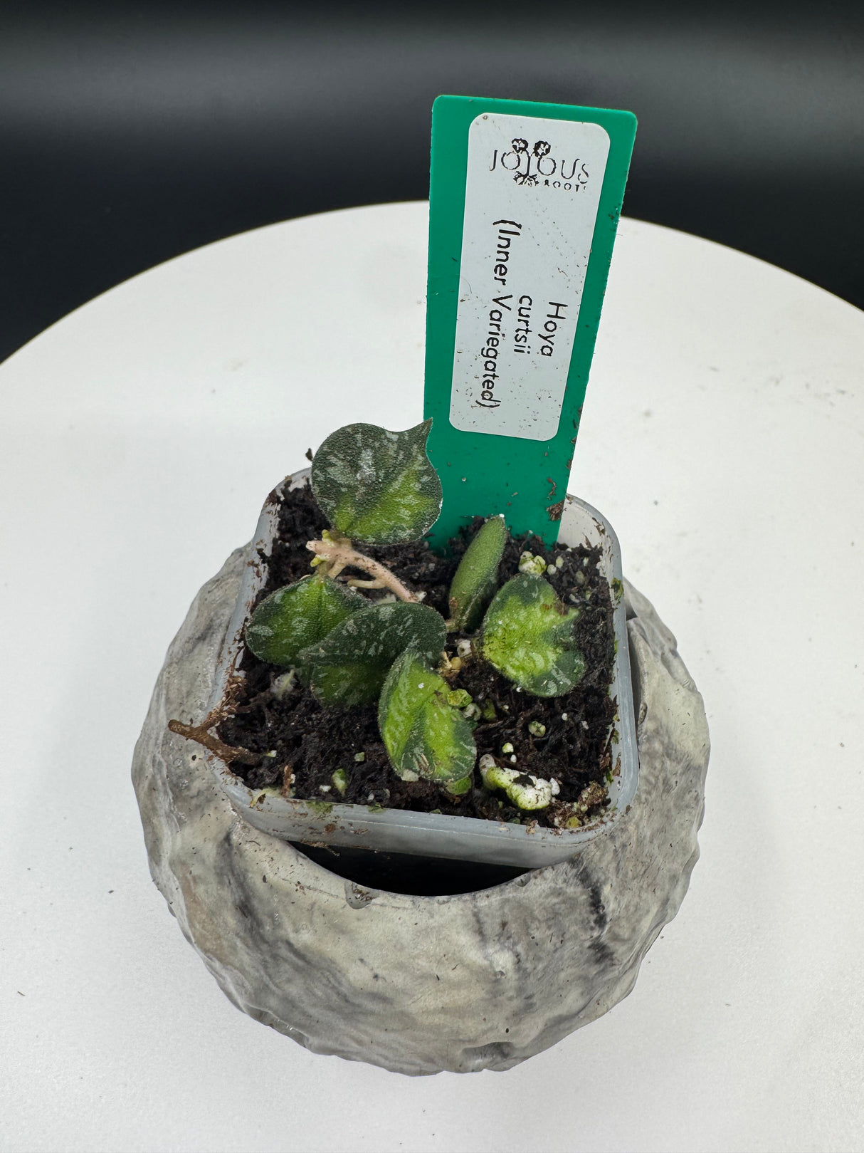 Hoya curtsii (inner variegated)