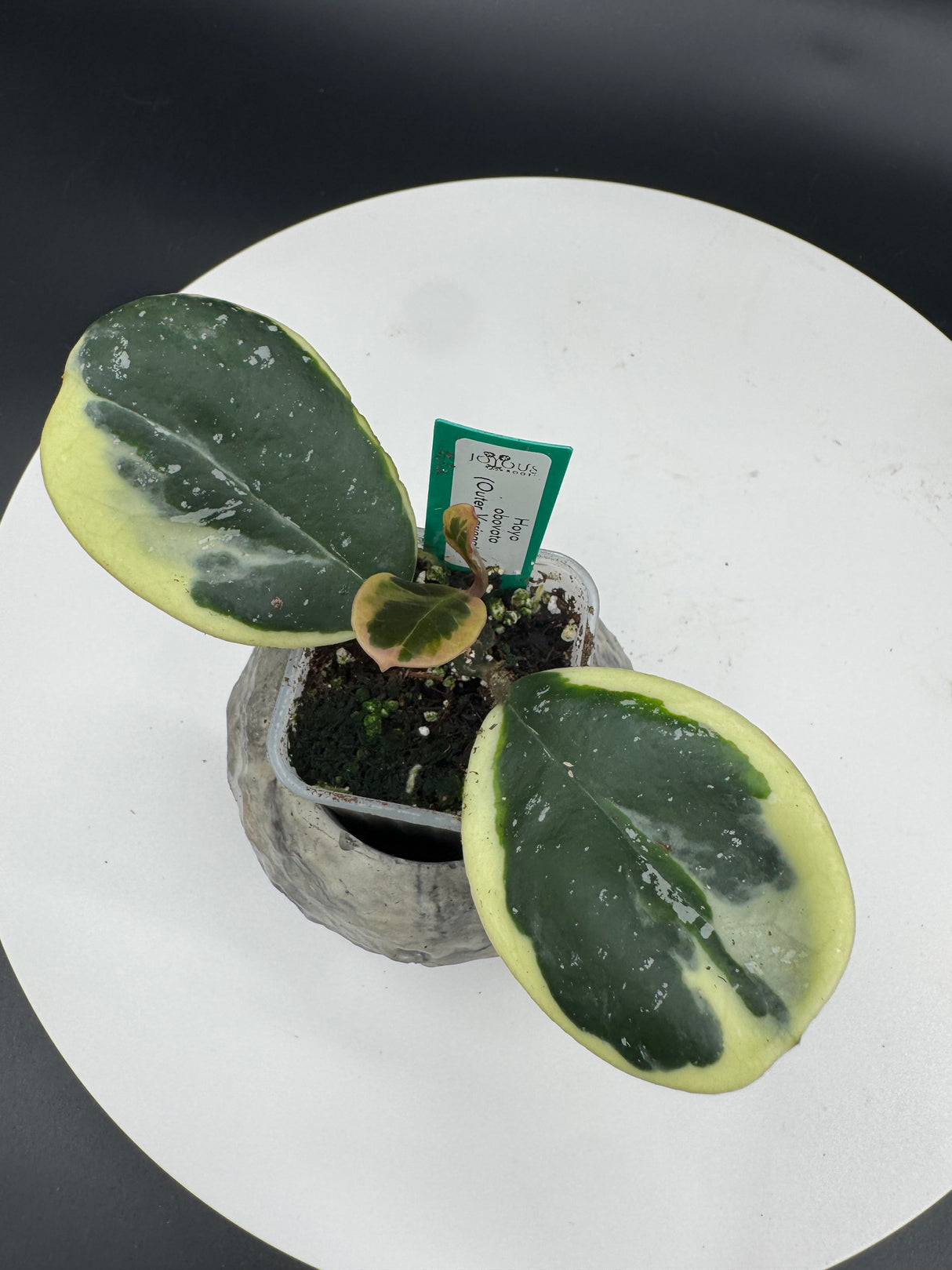 Hoya obovata (outer variegated)