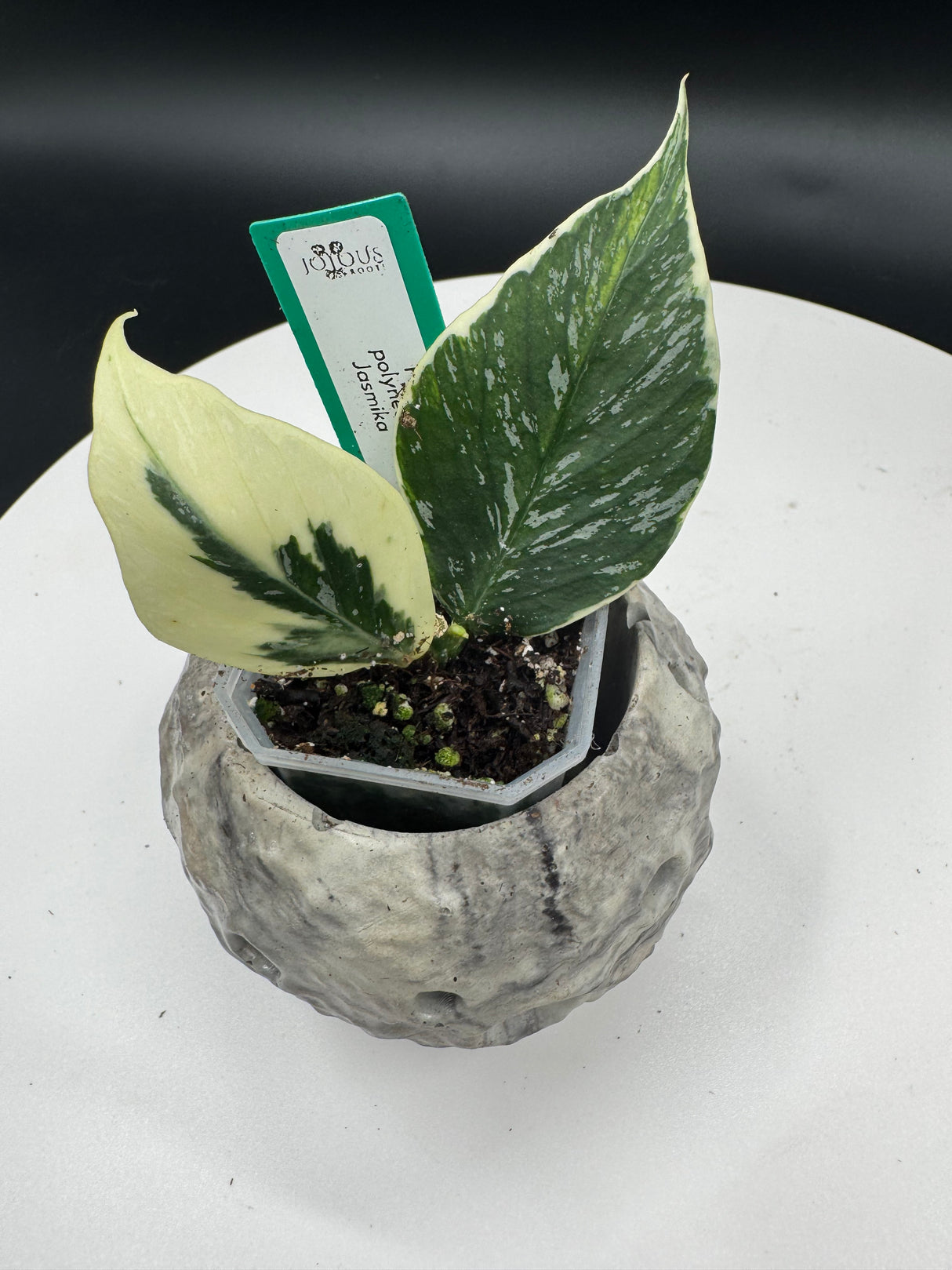 Hoya polyneura Jasmika