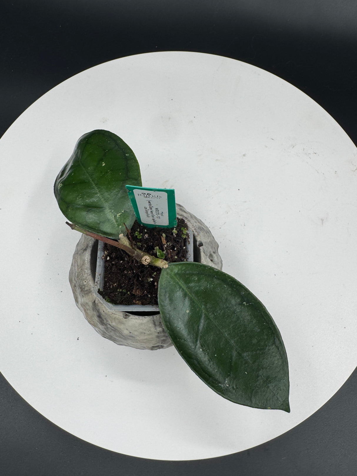Hoya WRX70-101 (verticillata heart leaf splash x callistophylla)