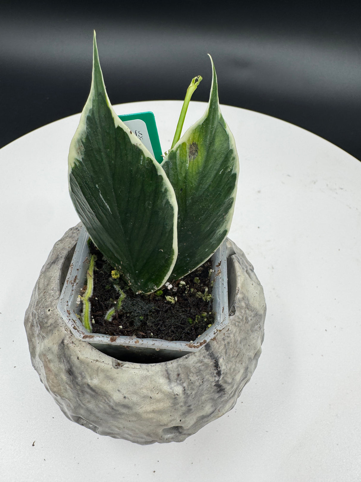 Hoya polyneura (outer variegated)