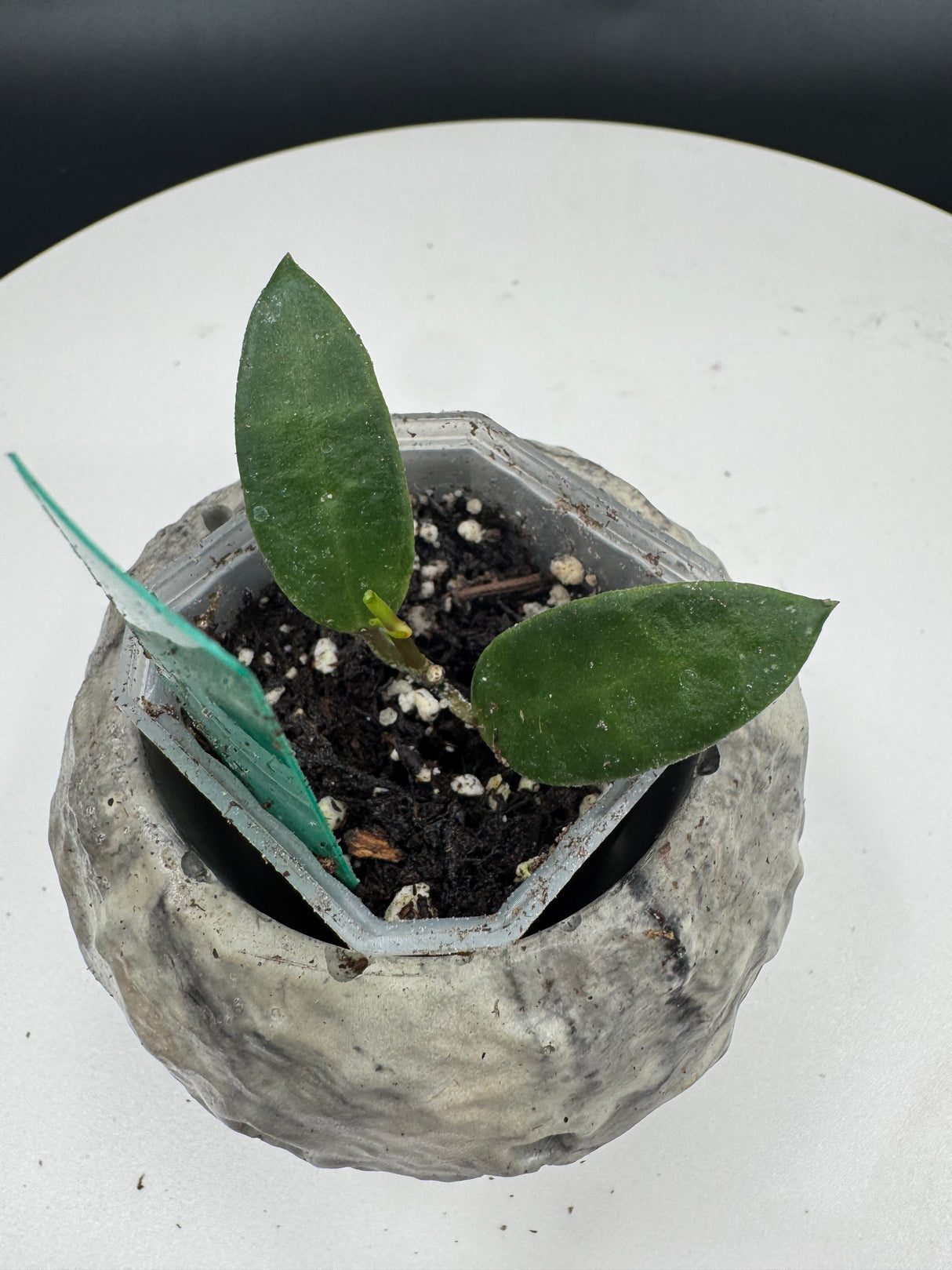 Hoya Lacunosa Kaya’s