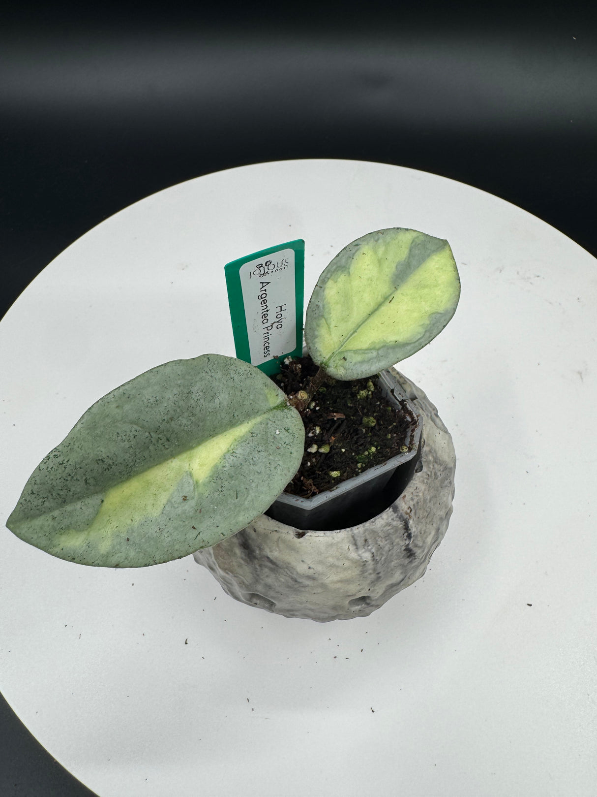 Hoya Argentea Princess