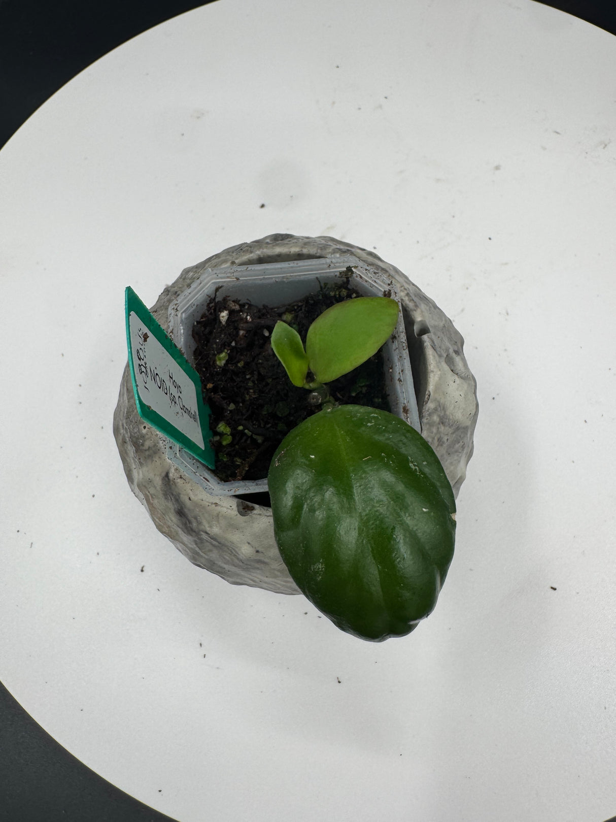 Hoya NOID (sp. Clamshell)