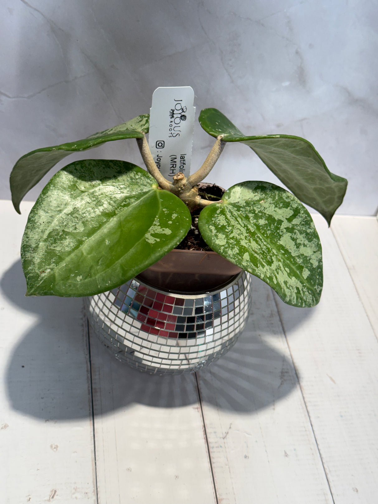 D-186 latifolia (MRH)