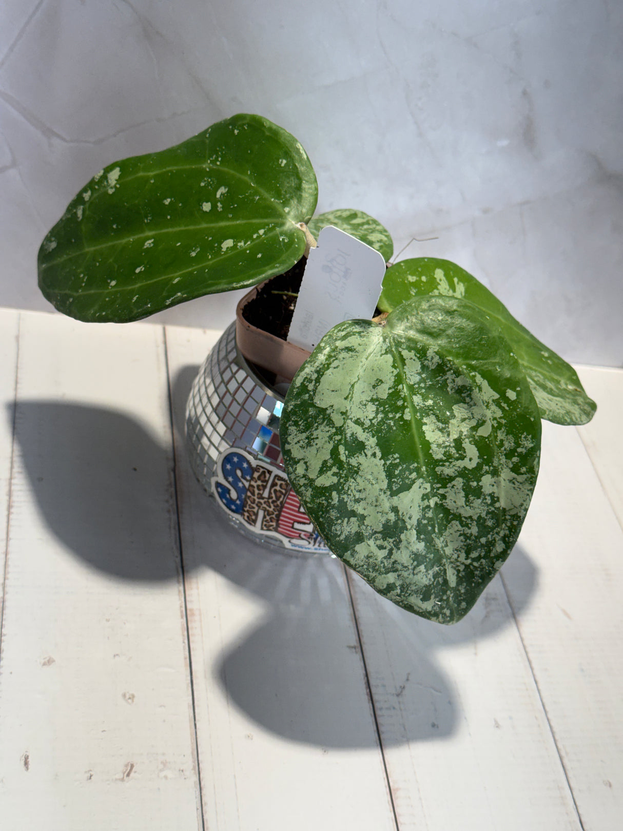 D-186 latifolia (MRH)