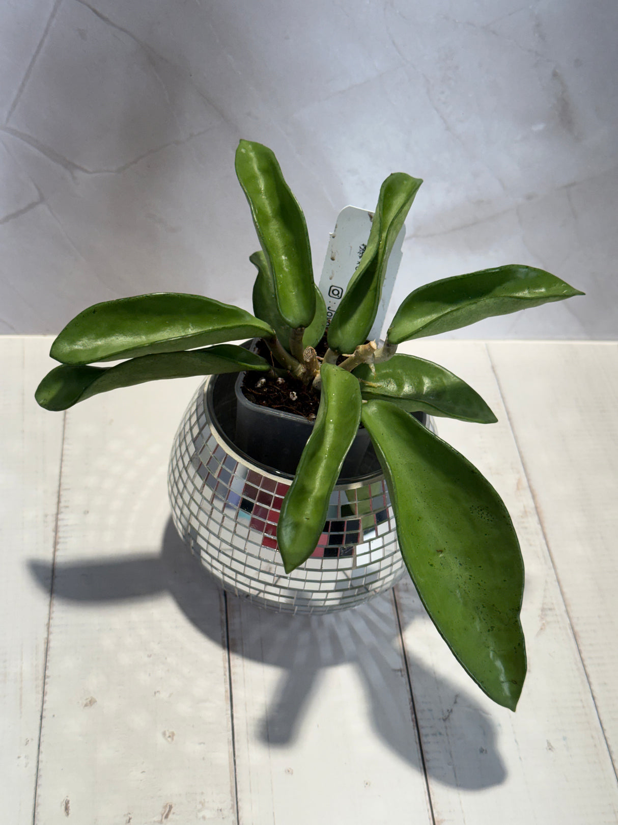 D-454 Verticillata ‘Silver Ghost’