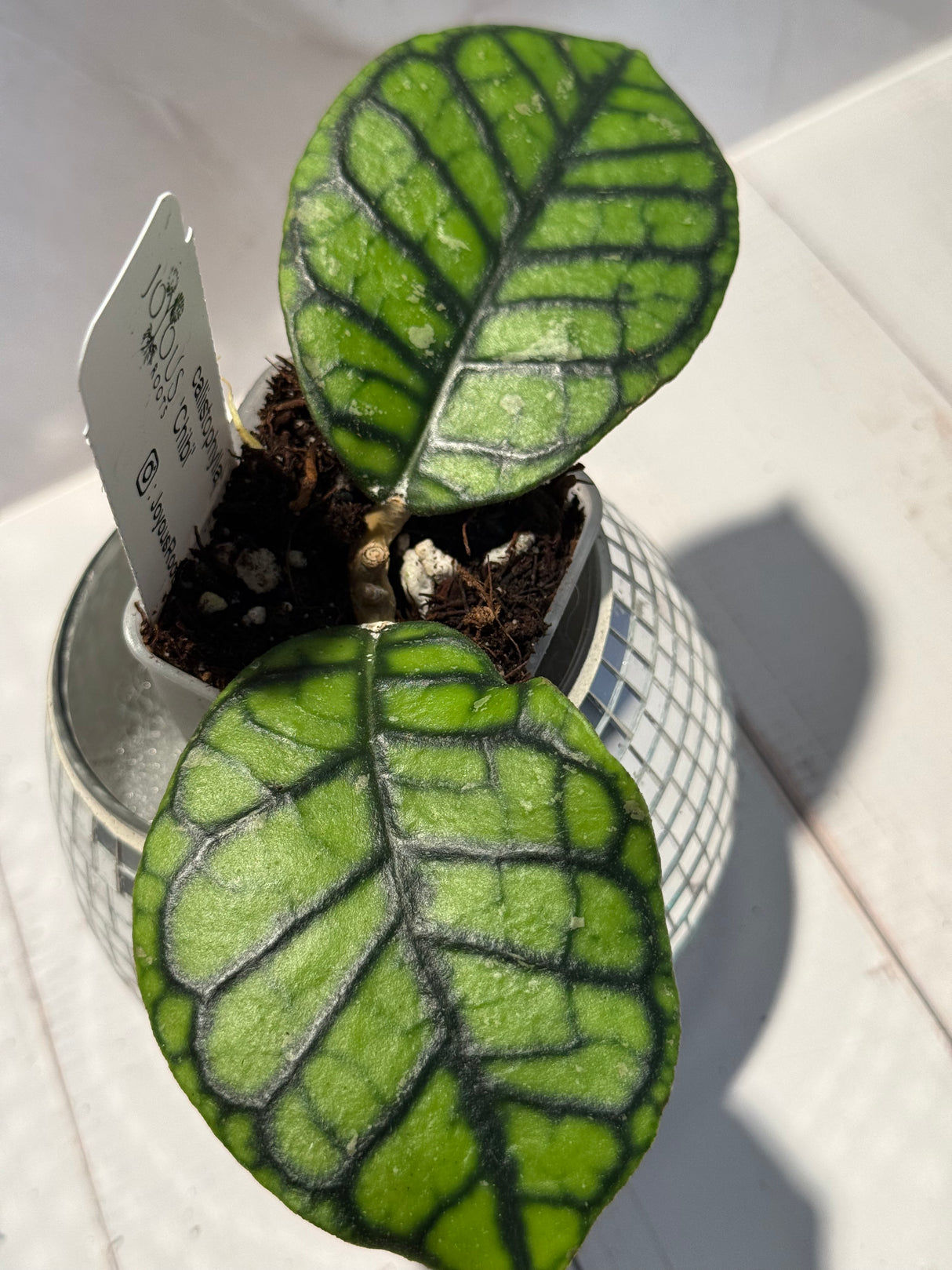 D-472 Callistophylla ’Chibi’