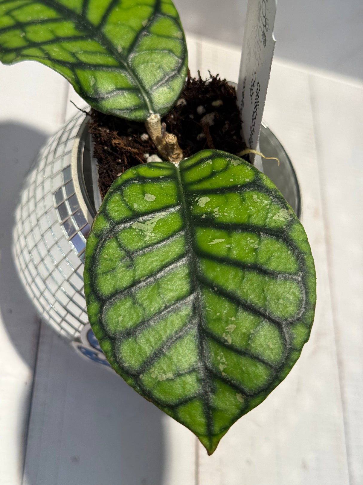 D-472 Callistophylla ’Chibi’