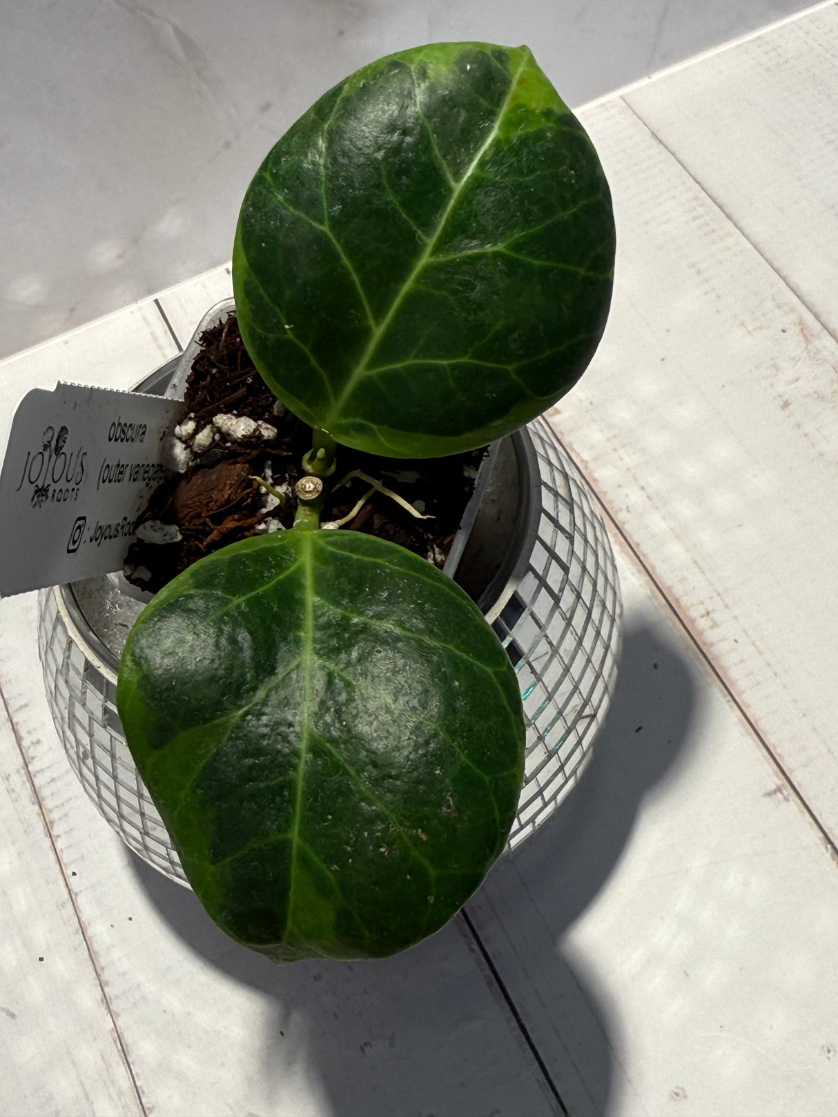 D-470 obscura (outer variegated)
