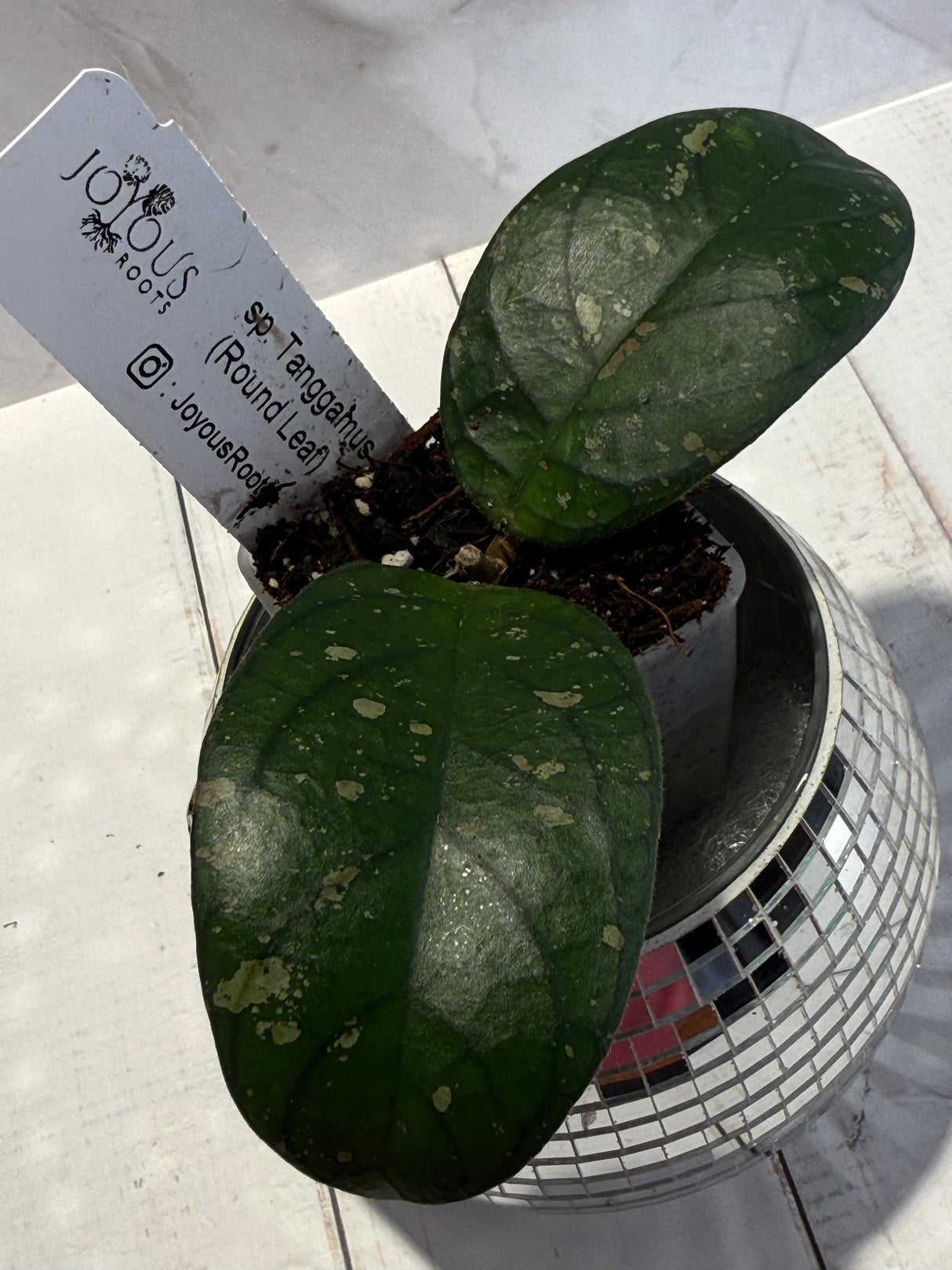 D-465 sp. Tanggamus (Round Leaf)