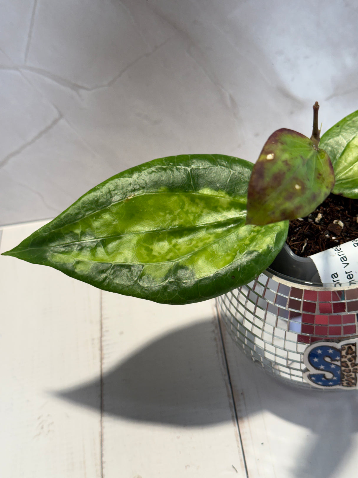 D-461 glabra (inner variegated)