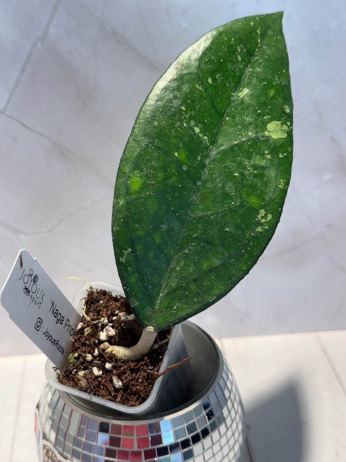 D-602 ‘Naga Price’