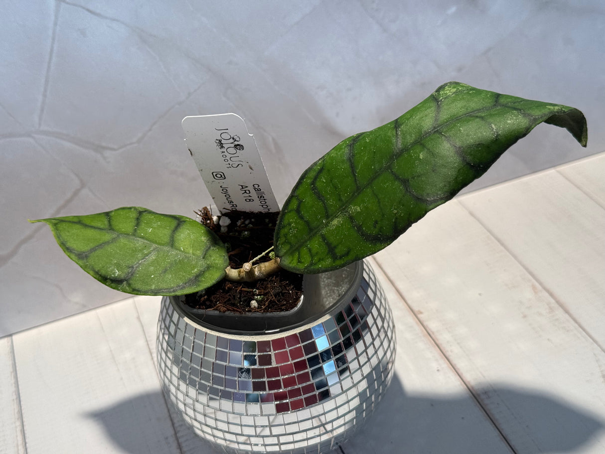 D-605 Callistophylla AR18