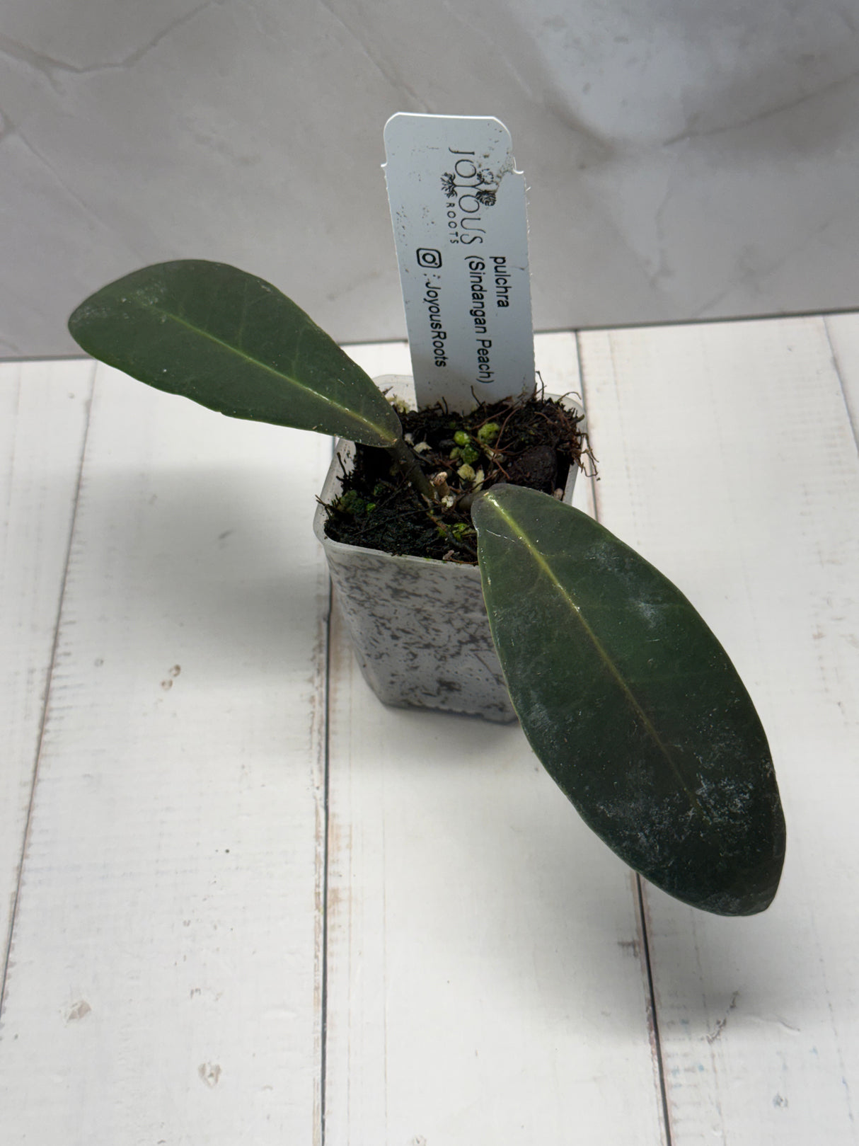D-815 pulchra (Sindangan Peach)